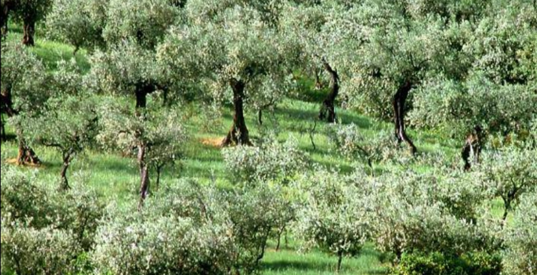 Foto 1 - Terreno in Vendita in LOC. CONTE DI TROIA, - Manfredonia